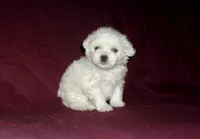 Lad, smart & non-shedding, a male Maltipoo for sale in Interlochen, MI – Photo 1 of 5