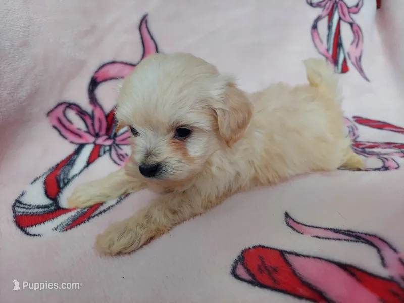 Otis – Maltipoo puppy for sale in Interlochen, MI