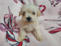 Otis, a male Maltipoo for sale in Interlochen, MI – Photo 4 of 4