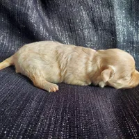 Autumn, in-home raised, nonshedding, a female Maltipoo for sale in Interlochen, MI – Photo 2 of 4