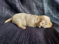 Autumn, in-home raised, nonshedding, a female Maltipoo for sale in Interlochen, MI – Photo 2 of 4