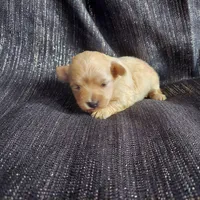 Autumn, in-home raised, nonshedding, a female Maltipoo for sale in Interlochen, MI – Photo 3 of 4