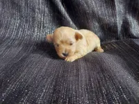 Autumn, in-home raised, nonshedding, a female Maltipoo for sale in Interlochen, MI – Photo 3 of 4