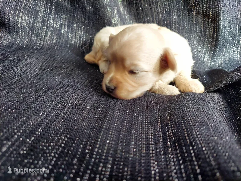 Autumn, in-home raised, nonshedding