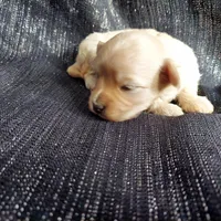 Autumn, in-home raised, nonshedding, a female Maltipoo for sale in Interlochen, MI – Photo 1 of 4