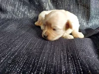 Autumn, in-home raised, nonshedding, a female Maltipoo for sale in Interlochen, MI – Photo 1 of 4