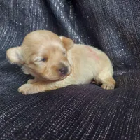 Autumn, in-home raised, nonshedding, a female Maltipoo for sale in Interlochen, MI – Photo 4 of 4