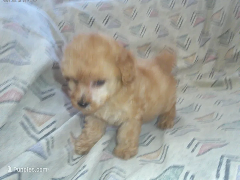 Henry, In-Home-Raised Toy Poodle male, non-shedding – Poodle - Toy  puppy for sale in Interlochen, MI