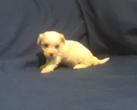 Topaz, a female Maltipoo for sale in Interlochen, MI – 4 of 6