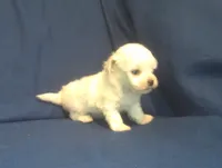 Jade - Tiny Teacup, a female Maltipoo for sale in Interlochen, MI – 3 of 7