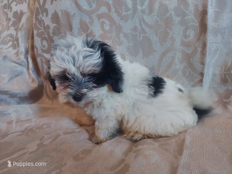 Milo, in-home raised, non-shedding – Maltipoo puppy for sale in Interlochen, MI