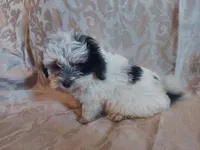 Milo, in-home raised, non-shedding, a male Maltipoo for sale in Interlochen, MI – 1 of 4