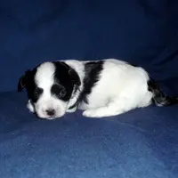 Rowdy, in home raisd,no shed, a male Maltipoo and Maltese for sale in Interlochen, MI – Photo 2 of 4