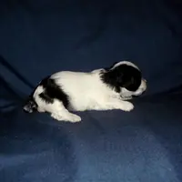 Rowdy, in home raisd,no shed, a male Maltipoo and Maltese for sale in Interlochen, MI – Photo 3 of 4