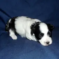 Rowdy, in home raisd,no shed, a male Maltipoo and Maltese for sale in Interlochen, MI – Photo 1 of 4