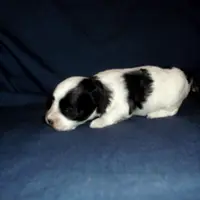 Rowdy, in home raisd,no shed, a male Maltipoo and Maltese for sale in Interlochen, MI – Photo 4 of 4