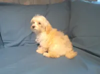 Spike, MaltiPoo male, non-shedding, in home raised, a male Maltipoo and Poodle - Toy  for sale in Interlochen, MI – 5 of 5