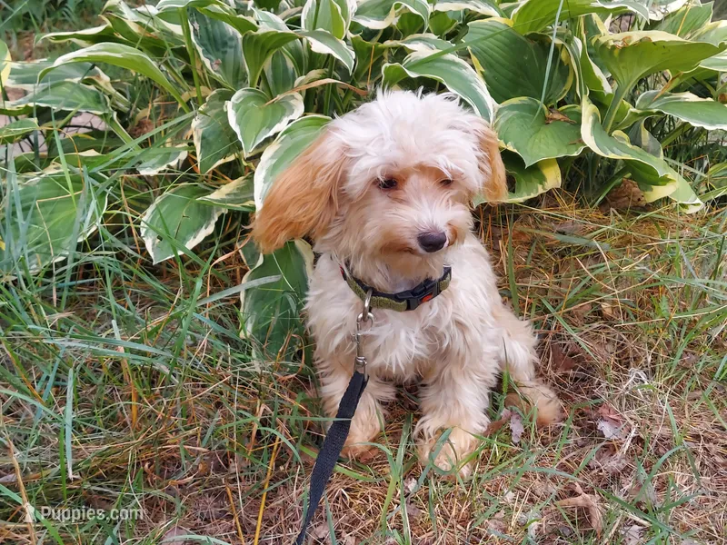 Opalescent, great for apartments – Maltipoo puppy for sale in Interlochen, MI