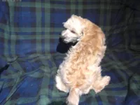 "Chip" non-shedding, in home raised, a male Maltipoo for sale in Interlochen, MI – 4 of 9