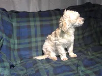 "Chip" non-shedding, in home raised, a male Maltipoo for sale in Interlochen, MI – 5 of 9