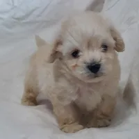 Monty, in home raised, no shed, a male Maltipoo for sale in Interlochen, MI – Photo 3 of 4