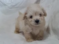 Monty, in home raised, no shed, a male Maltipoo for sale in Interlochen, MI – Photo 3 of 4