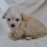 Monty, in home raised, no shed, a male Maltipoo for sale in Interlochen, MI – Photo 4 of 4