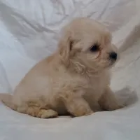 Monty, in home raised, no shed, a male Maltipoo for sale in Interlochen, MI – Photo 1 of 4