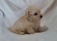 Monty, in home raised, no shed, a male Maltipoo for sale in Interlochen, MI – Photo 1 of 4