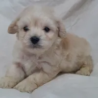 Monty, in home raised, no shed, a male Maltipoo for sale in Interlochen, MI – Photo 2 of 4