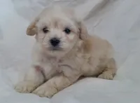 Monty, in home raised, no shed, a male Maltipoo for sale in Interlochen, MI – Photo 2 of 4