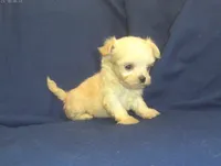 Polly - great for apartments - MaltiPoo female, a female Maltipoo and Maltese for sale in Interlochen, MI – 3 of 5