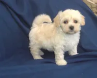 Zelda - non-shedding, in home raised, a female Maltipoo for sale in Interlochen, MI – 3 of 6
