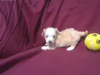 Onyx - Teacup, a male Maltipoo for sale in Interlochen, MI – 5 of 6