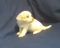 Topaz, a female Maltipoo for sale in Interlochen, MI – 5 of 6