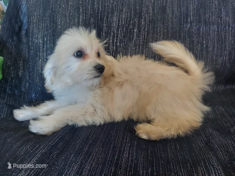 Huckleberry- in home raised, nonpshedding – Maltipoo puppy for sale in Interlochen, MI