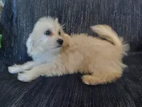 Huckleberry- in home raised, nonpshedding, a male Maltipoo for sale in Interlochen, MI – 1 of 4