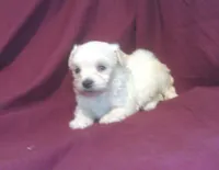 Azerite, a male Maltipoo for sale in Interlochen, MI – 6 of 6