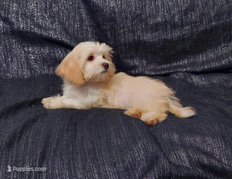 Holly- in home raised, non-shedding – Maltipoo puppy for sale in Interlochen, MI