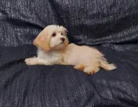 Holly- in home raised, non-shedding, a female Maltipoo for sale in Interlochen, MI – 1 of 4
