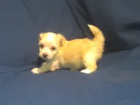 Amethyst, a female Maltipoo for sale in Interlochen, MI – 9 of 9