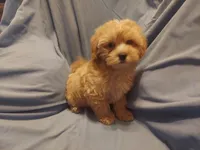 Artimis - non-shedding MaltiPoo male - Sale $850, a male Maltipoo for sale in Interlochen, MI – 1 of 3