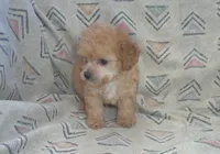 Hettie, Toy Poodle female, in-home raised, non-shedding, a male Poodle - Toy  for sale in Interlochen, MI – 3 of 4