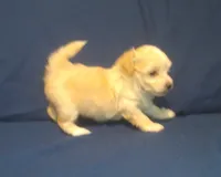 Amethyst, a female Maltipoo for sale in Interlochen, MI – 1 of 9