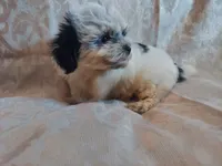 Milo, in-home raised, non-shedding, a male Maltipoo for sale in Interlochen, MI – 2 of 4