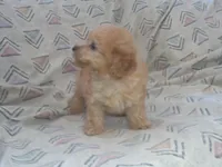 Henry, In-Home-Raised Toy Poodle male, non-shedding, a male Poodle - Toy  for sale in Interlochen, MI – 3 of 4