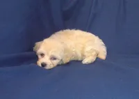 Zeus is in home raised & non-shedding, a male Maltese and Poodle - Toy  for sale in Interlochen, MI – 3 of 6