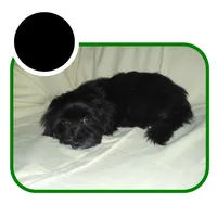 dallysdogs.com, a  Maltipoo for sale in Interlochen, MI – Photo 5 of 10