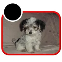 dallysdogs.com, a  Maltipoo for sale in Interlochen, MI – Photo 9 of 10