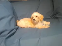 Spike, MaltiPoo male, in home raised, non-shedding, a male Maltipoo and Poodle - Toy  for sale in Interlochen, MI – 3 of 4